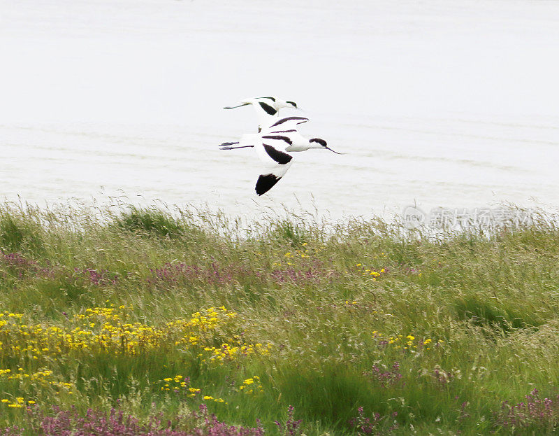 Avocet (Recuvirostra avosetta)在飞行